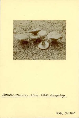Kahler Krempling : Verkahlender oder Kahler Krempling (Paxillus involutus Fries).