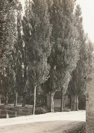 Mockritz (Großweitzschen-Mockritz). Pappelallee am Teich