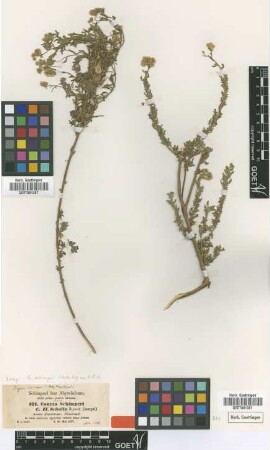 Conyza schimperi Sch.Bip. ex A.Rich. [type]