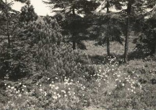 Landeskunde. Sachsen. Osterzgebirge. Im Georgenfelder Hochmoor. Sumpfkiefer (Pinus palustris) und Wollgras (Eriophorum)
