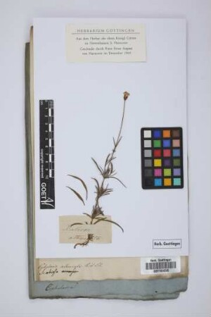 Cephalaria attenuata R. et Sch.