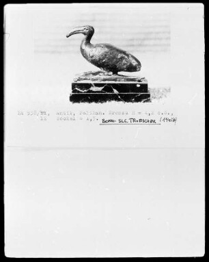 Pelikan