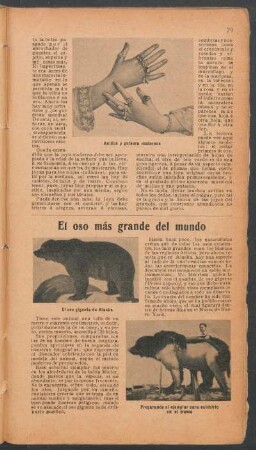 El oso más grande del mundo