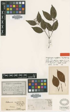 Hortsmania myrtifolia Miq. [type]