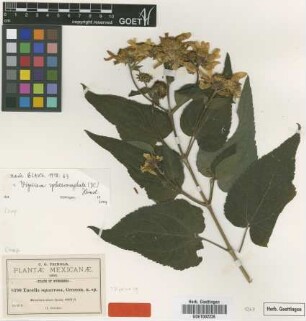 Encelia squarrosa Greenm. [type]