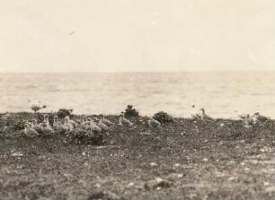 Sturmmöwe (Larus canus) und andere Vögel mit Jungen auf Langenwerder