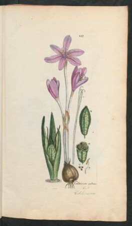 203. Colchicum autumnale