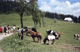 Pferde und Kühe mit Kindern auf einer Koppel am Rinken