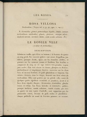 71-72, Rosa Villosa (Terebenthina.) Le Rosier Velu (à odeur de térébenthine.)