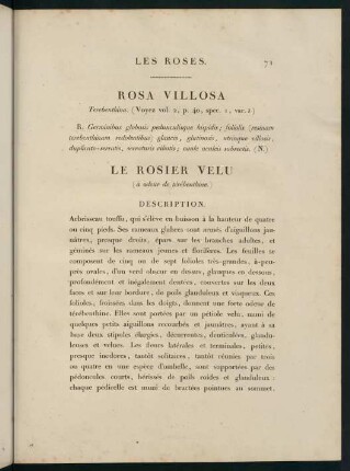 71-72, Rosa Villosa (Terebenthina.) Le Rosier Velu (à odeur de térébenthine.)