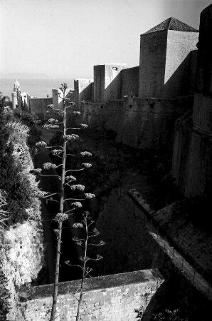 Dubrovnik: Stadtmauer mit Türmchen und Agavenblüte