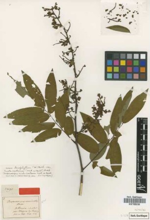 Drepanocarpus crista-castrense Mart. ex Benth. [Isosyntype]