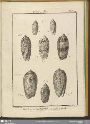 Pl. 361. Olive. Oliva