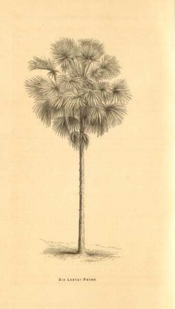 Die Lontar-Palme