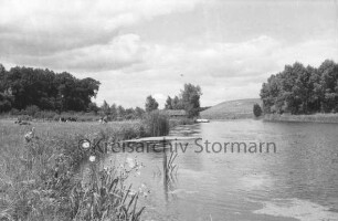 Reinbek: Mühlenteich: vorn links Binsen: dahinter Weide mit Rindern: hinten Mitte Gebäude und Steg: hinten Bäume und Wiese