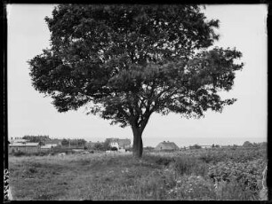 Palmnicken: Ort und Ostsee