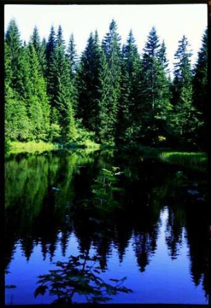 Bödele: Bödele Moorsee im Tannenwald