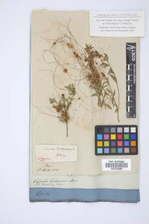Cuscuta Epithymum Murr.
