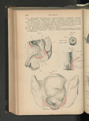 Rectum.