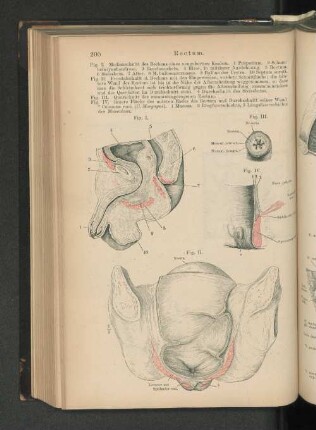 Rectum.