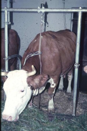 Fotografie: Milchviehhaltung, Anbindehaltung, Anbindevorrichtung