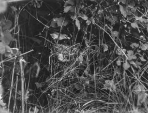 Sumpfrohrsänger : Sumpfrohrsänger (Acrocephalus palustris) am Nest