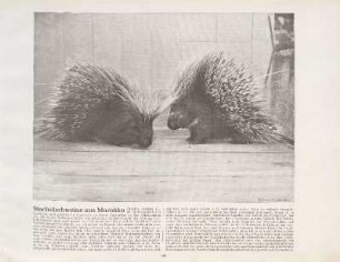 Stachelschweine aus Marokko
