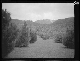 Sumatra (Indonesien): Vulkan Mount Marapi,im Vordergrund niedrige Nadelbaumvegetation