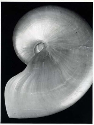 Nautilus pompilius, Philippinen