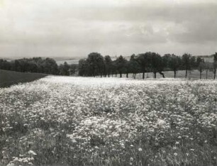 Blühende Wiese bei Rothschönberg