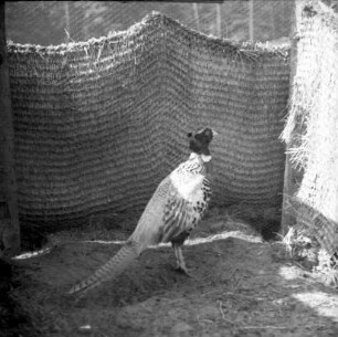 Hanau-Klein Auheim, Fasaneriestraße 106. Wildpark "Alte Fasanerie". Männlicher Fasan im Gehege