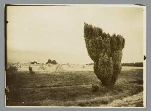 Ernte in der Lüneburger Heide bei Wilsede