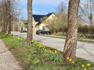 Jersbek: Allee in Richtung Nordwesten im Frühling mit Narzissen, im Hintergrund Landgasthaus "Zum Fasanenhof"