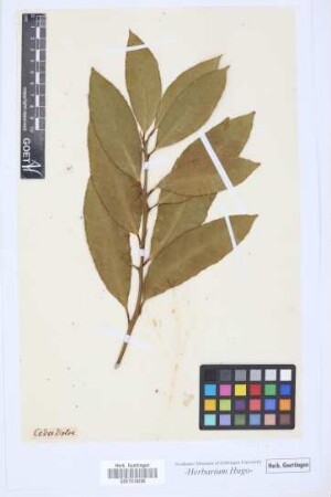 Cedro