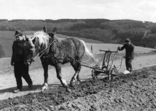 Pferd mit Hunspflug im Einsatz