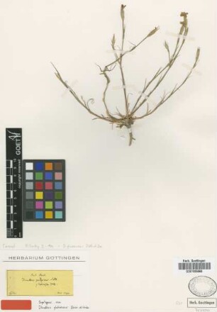 Dianthus glutinosus Boiss. & Heldr. [syntype]