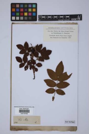 Rosa villosa L.