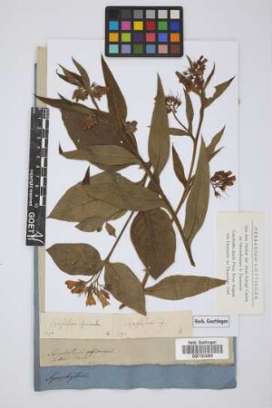 Symphytum officinale