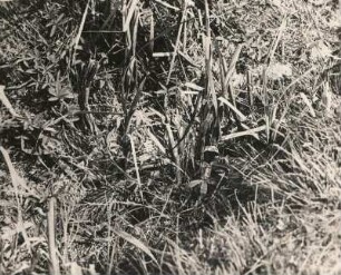 Großer Brachvogel (Numenius arquata L.). Jungvogel, sich drückend. Schraden/Großschienig