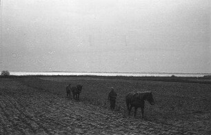 Born: Erbhofbauer am Pflug mit Pferd und Knecht, in Boddenlandschaft