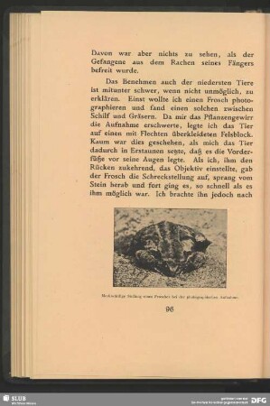 Merkwürdige Stellung eines Frosches bei der photographischen Aufnahme