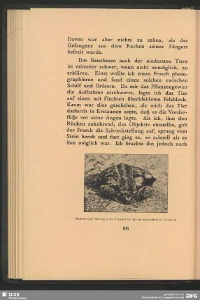 Merkwürdige Stellung eines Frosches bei der photographischen Aufnahme
