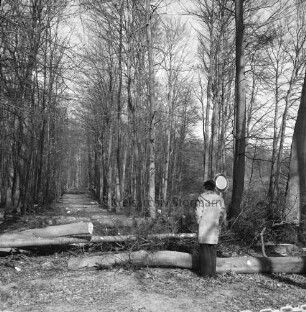 Kneeden: Wanderweg: vorn rechts Mann vor gefällten und teilweise zersägten Bäumen: dahinter rechts Verbotsschild: hinten Wald