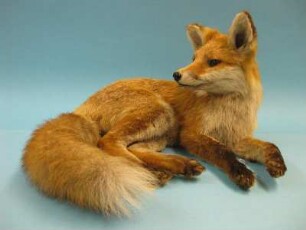 Rotfuchs, Vulpes vulpes, jugendlich