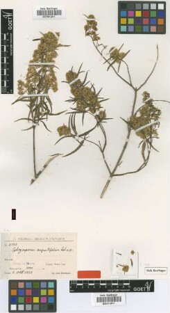 Ophryosporus angustifolius B.L.Rob. [isotype]