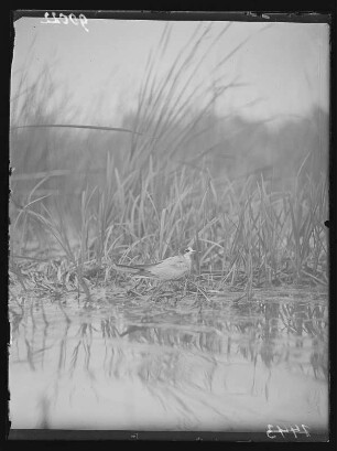 Trauerseeschwalbe : Trauerseeschwalbe (Childonias niger Linnaeus) auf dem Nest.