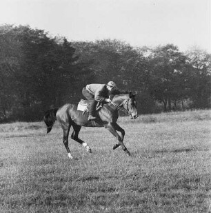Gangarten des Pferdes. Jockey bei einem leichten Gallopp im Moritzburg