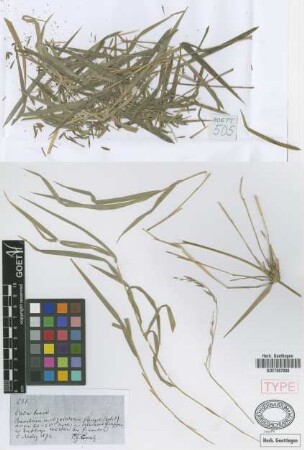Chusquea lorentziana Griseb. [type]