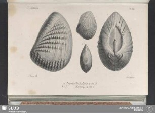 Pl. 299