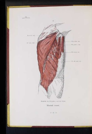 Musculi trunci.